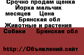 Срочно продам щенка Йорка мальчик 5 месяцев  › Цена ­ 4 500 - Брянская обл. Животные и растения » Собаки   . Брянская обл.